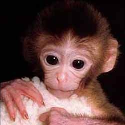 Sinyal Otak Monyet Bisa Sembuhkan Lumpuh?